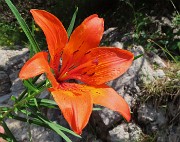 74 Lilium bulbiferum (Giglio rosso)